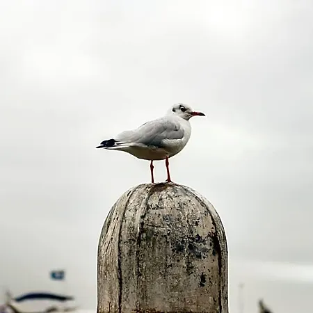 Aan De Haven Volendam